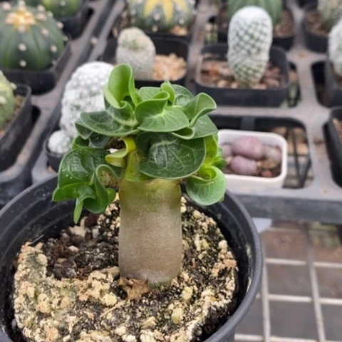 卡汗羊角玫瑰5仙人球