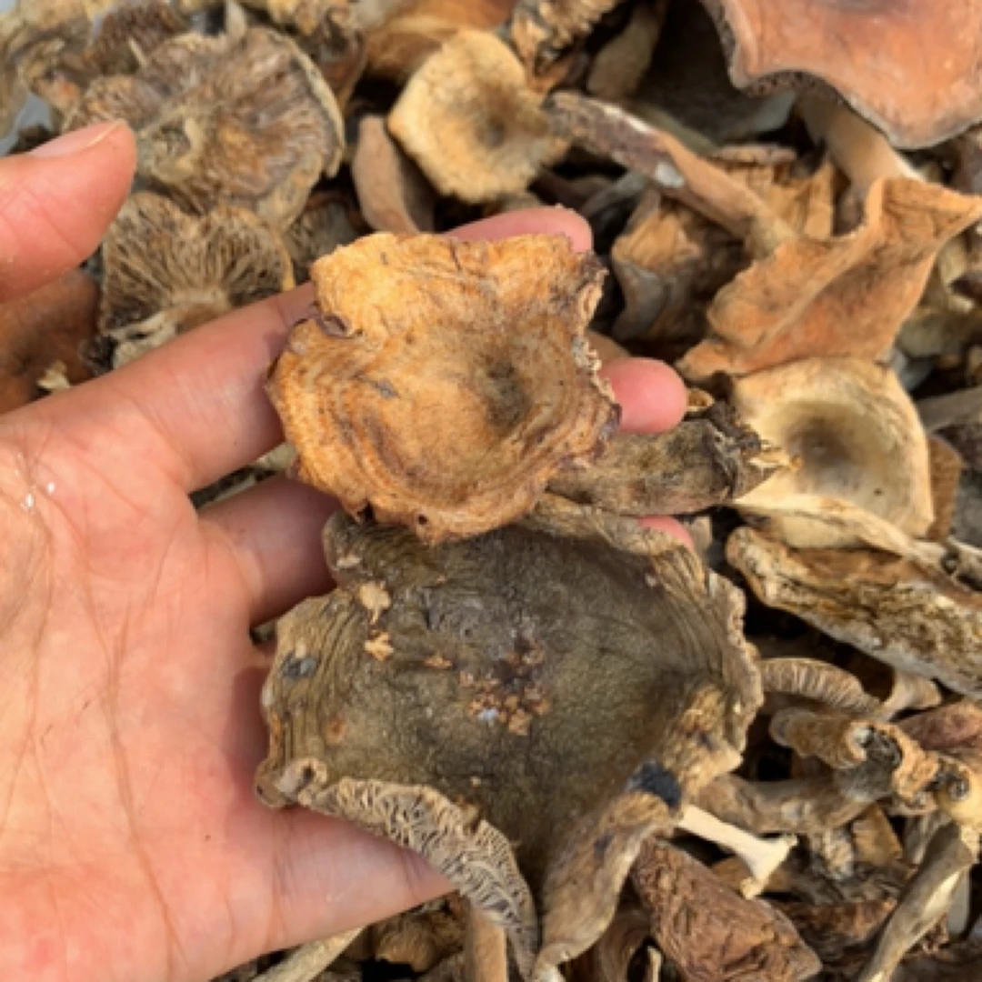 武陵山野生干杂菌炖焖炒鲜香浓郁