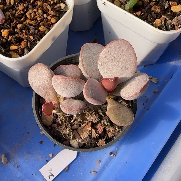 磨砂蛋水泡多肉植物