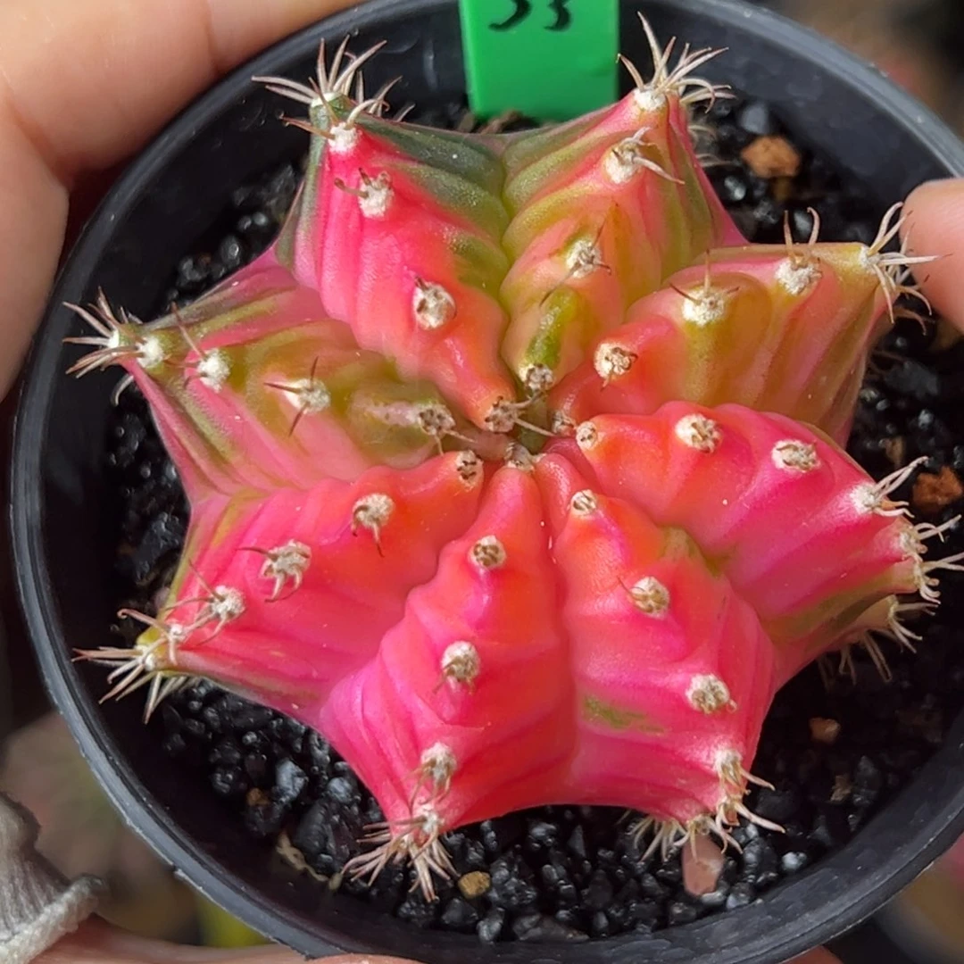 泰系实生米哈锦H33