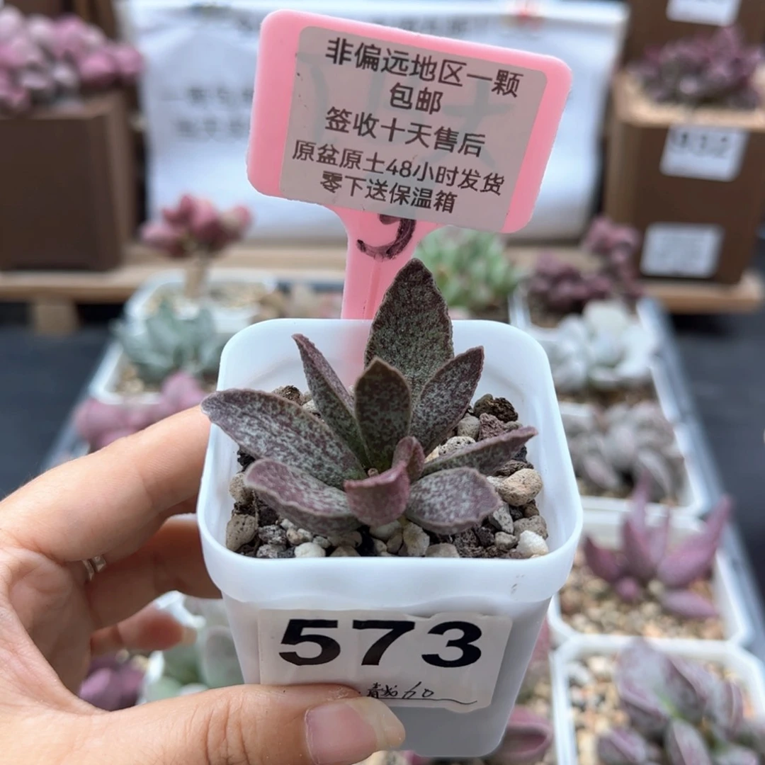 573青龙多肉植物