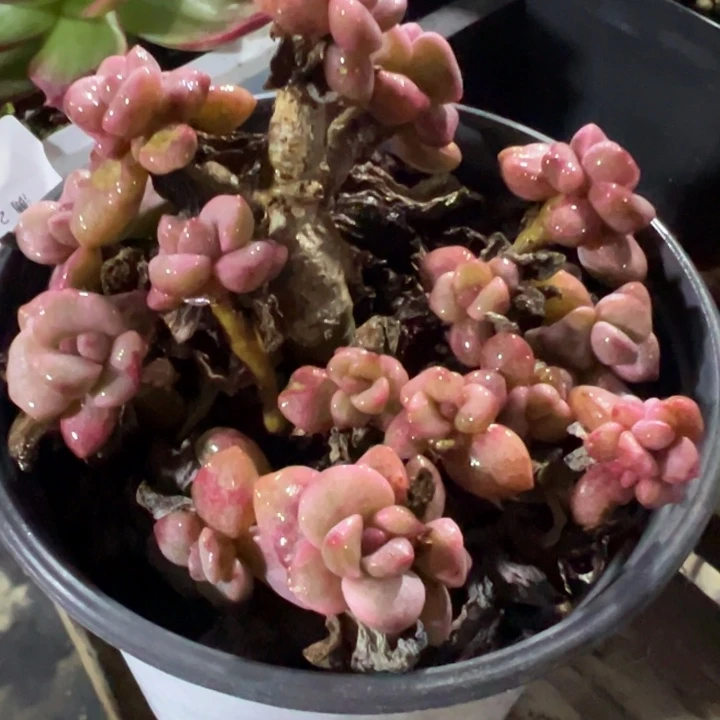 彩虹糖锦多肉植物散群