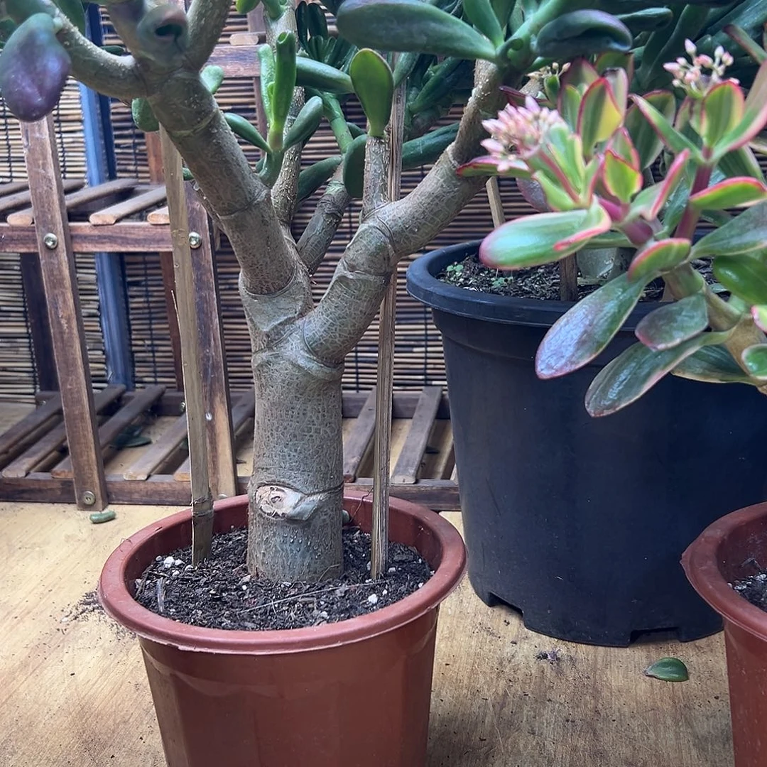 完全开放大叶招财猫 一物一拍