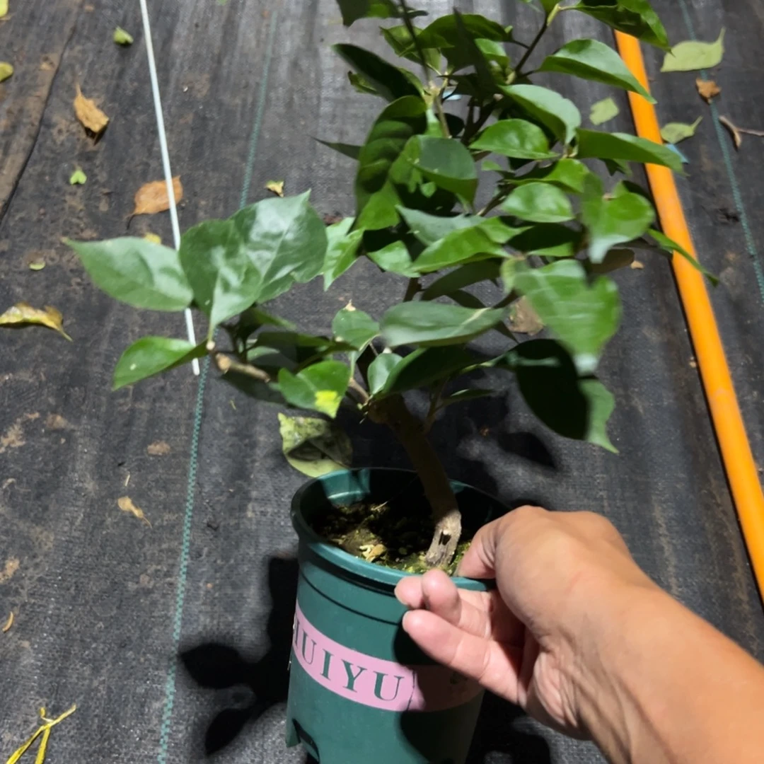 水***冷无花朵【7567凤凰一棵】随机发货福利款不售后