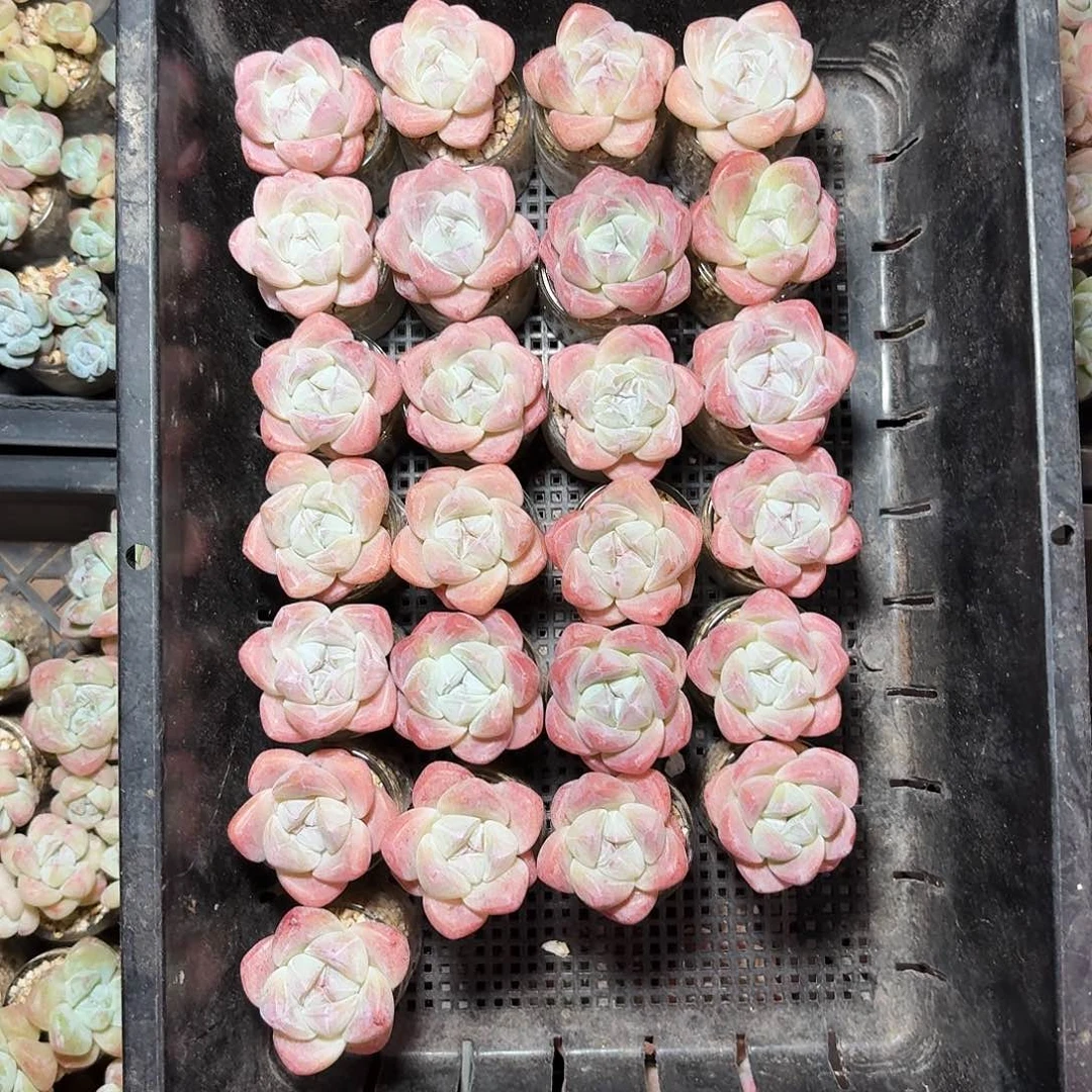 语**然嫣然专拍一筐25颗冰玉带玻璃瓶