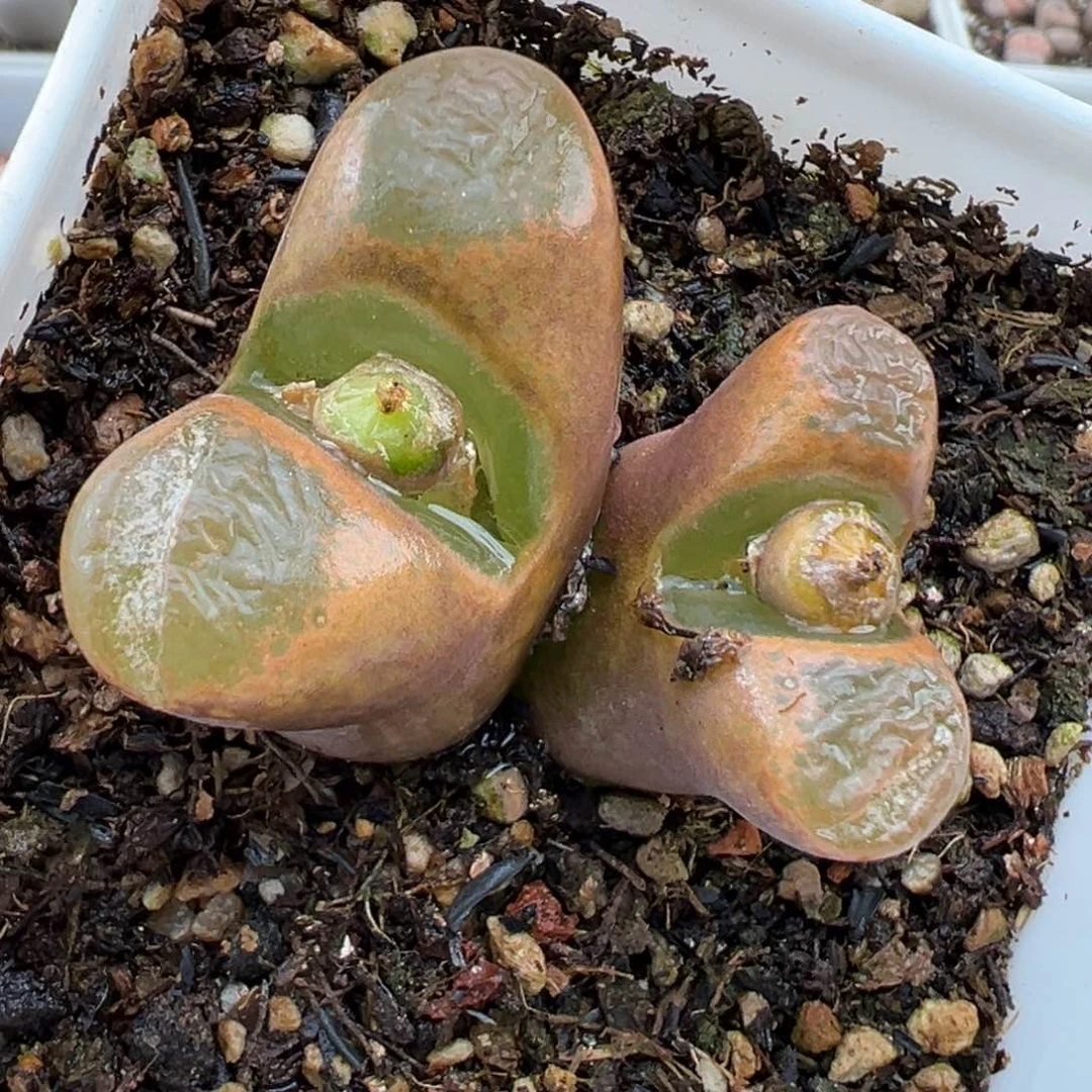 3.3好看的多肉脱土发货232