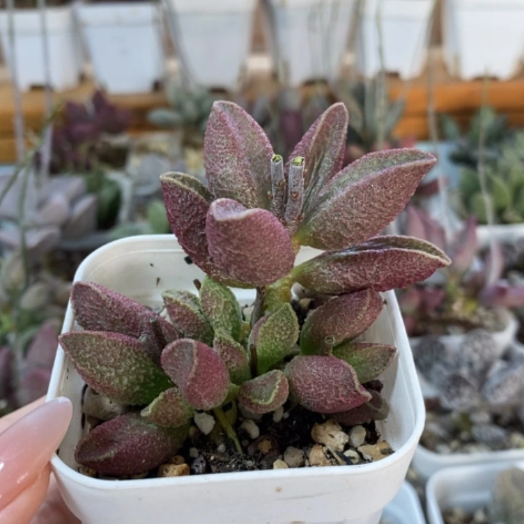 【闪购商品】无花朵悠**卡烈焰