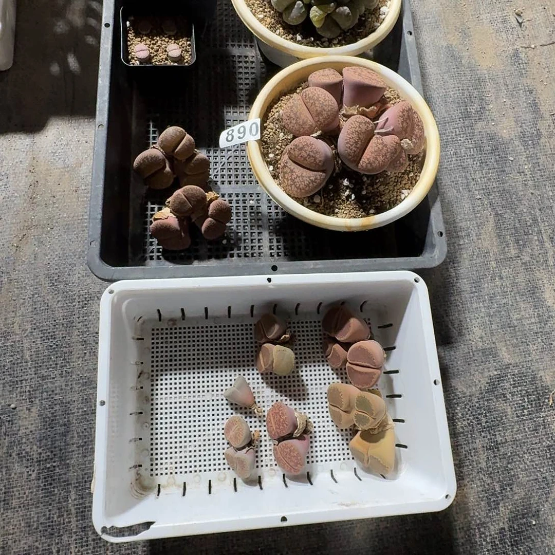 F****）生石花一物一拍12颗890
