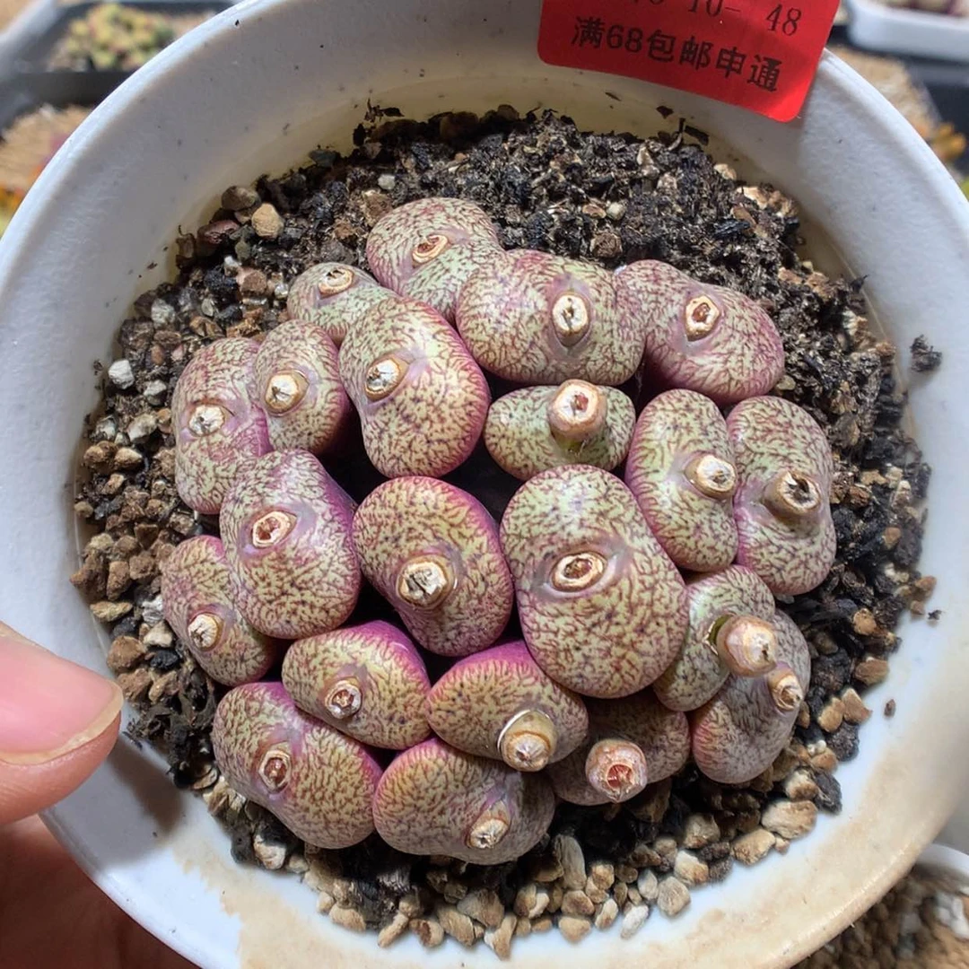 【闪购商品】3-10-48 密纹安贞一群特150