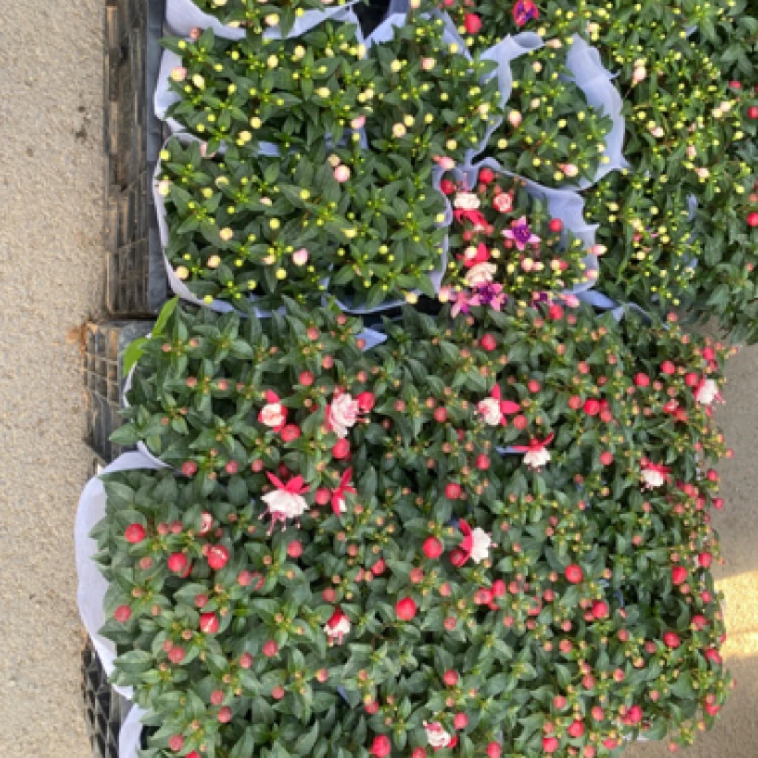 【倒挂金钟】带花带花苞 都是重瓣