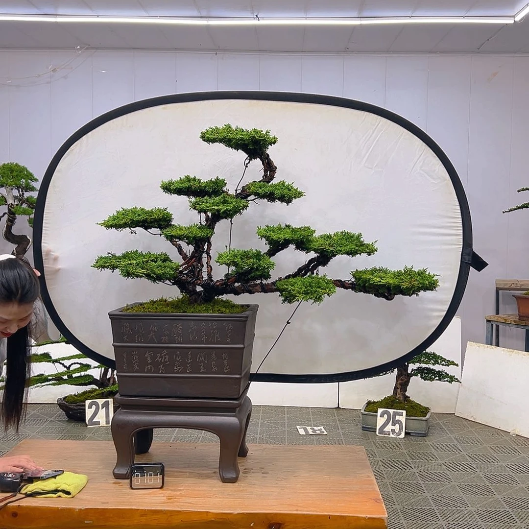 盆景园艺一物一拍