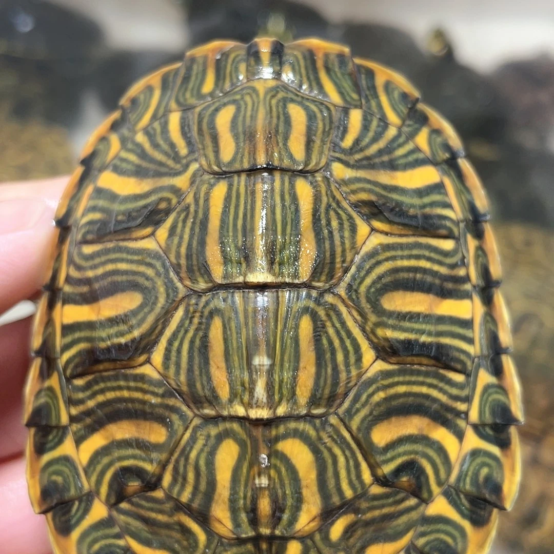 宠物龟不分公母7.8