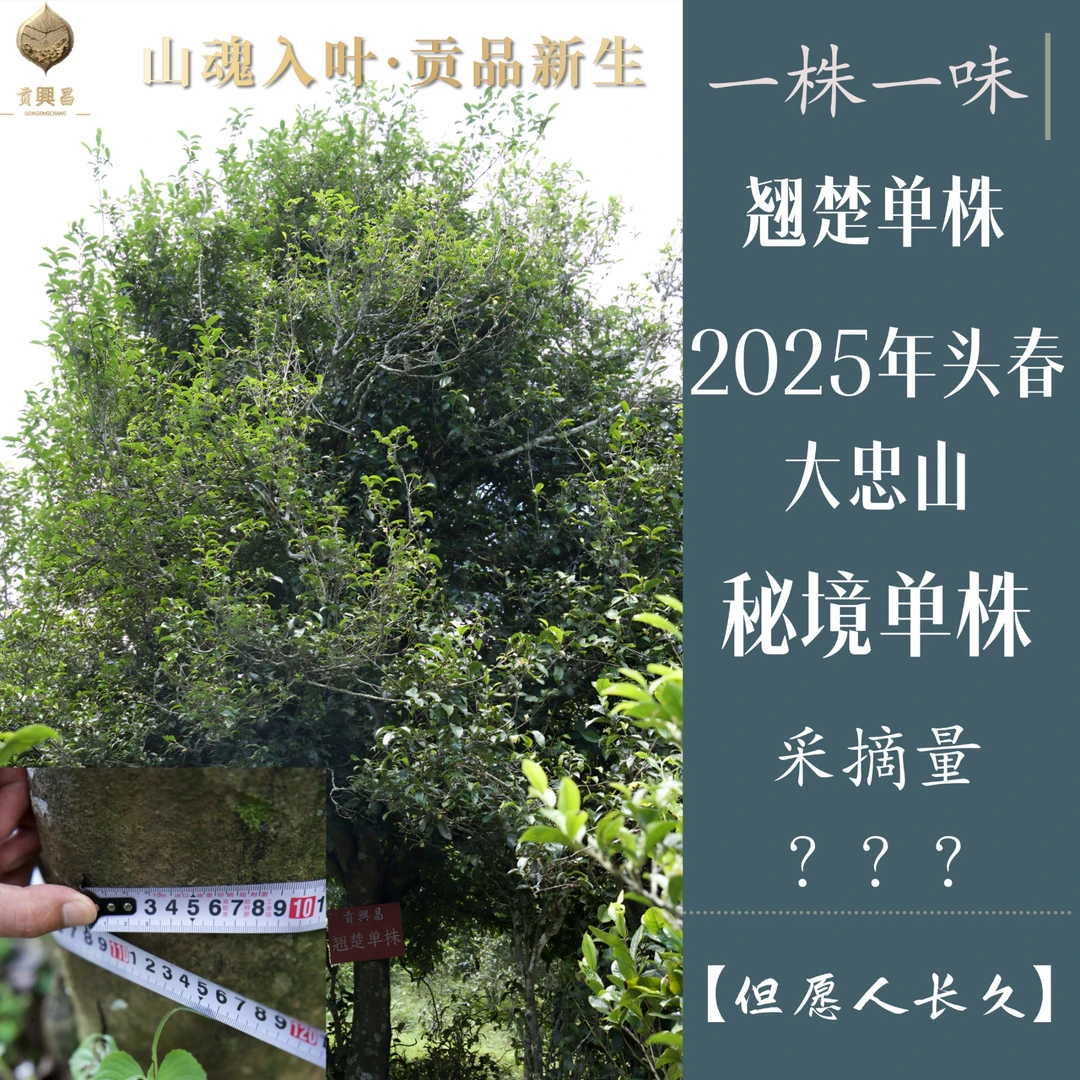 【但愿人长久】一棵树单株 2025年 大忠山秘境 单株散料