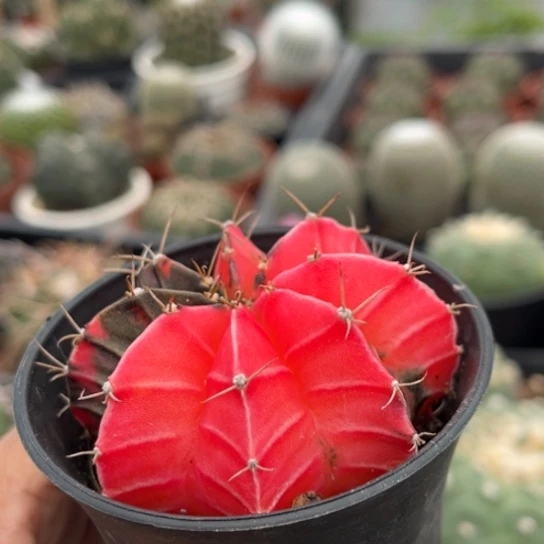 当前无花栽培后可以开花实生肋骨牡丹锦