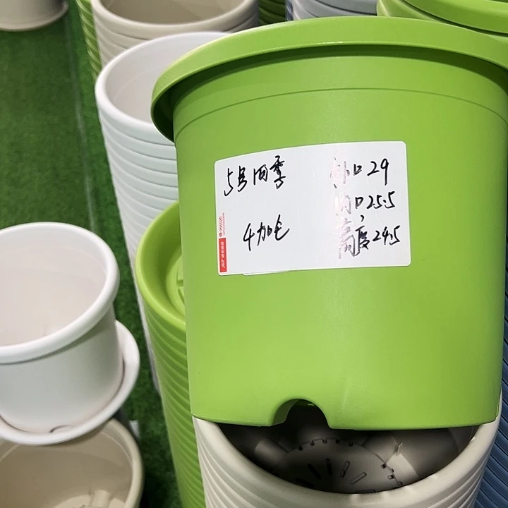 特价5号四季口29高24.5果绿无托10只