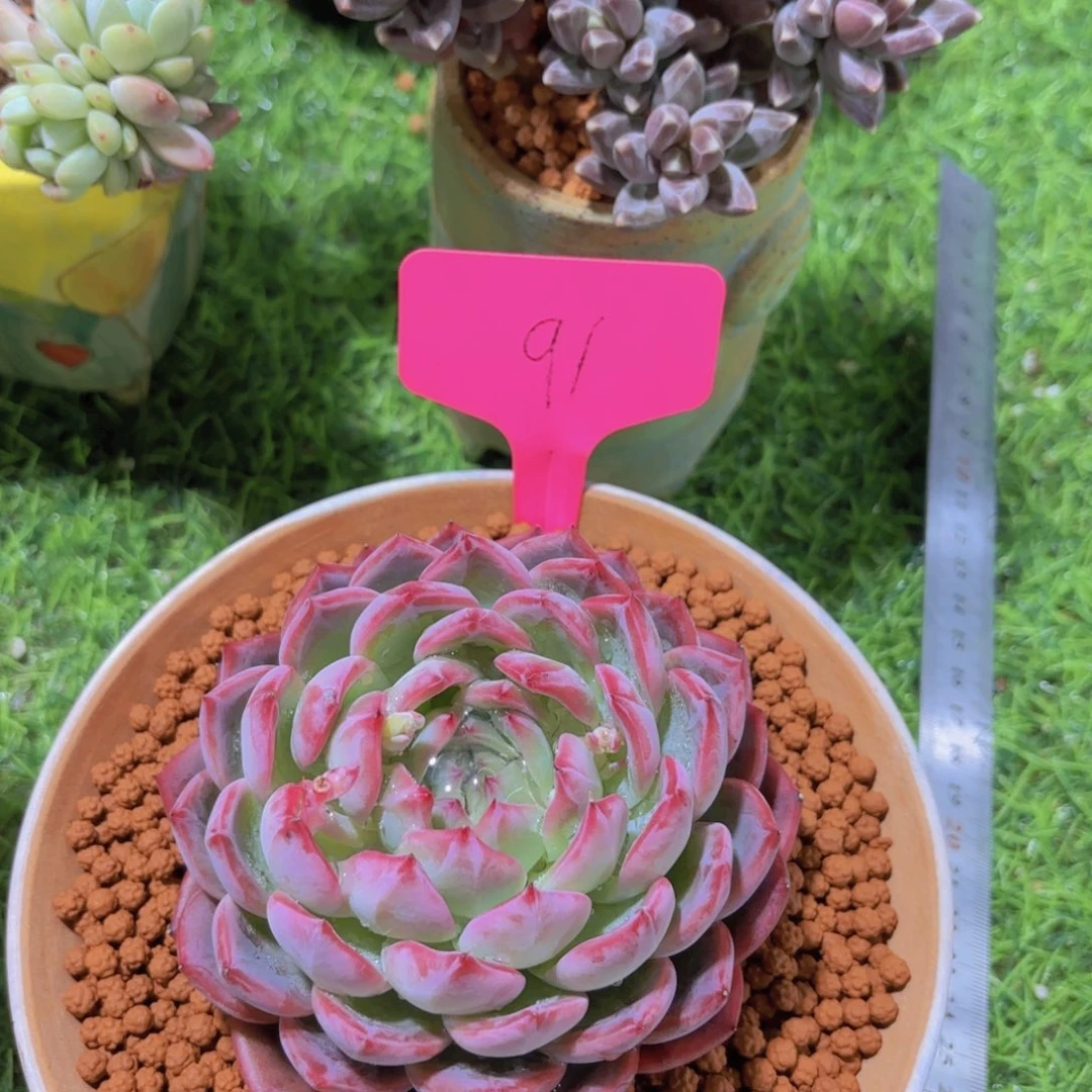 是***！我的小可爱们都好可爱