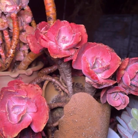 小*秋多肉植物的植物