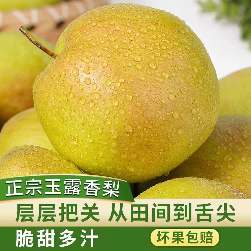 山西玉露香梨农场种植炖梨汁水丰富果大细腻脆甜约10斤装顺丰包邮