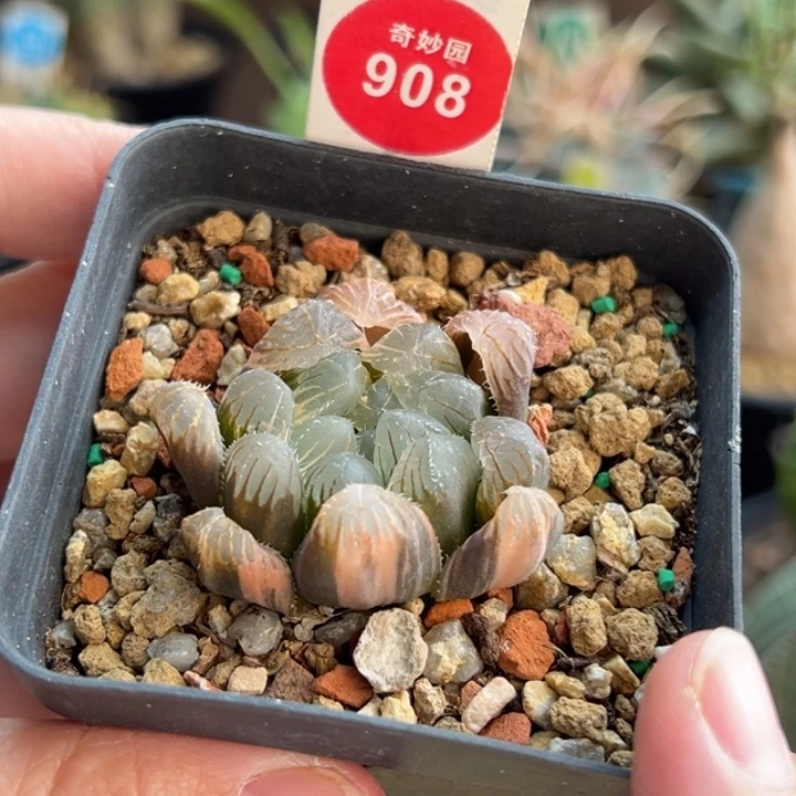 实生霓虹灯玉露锦一棵