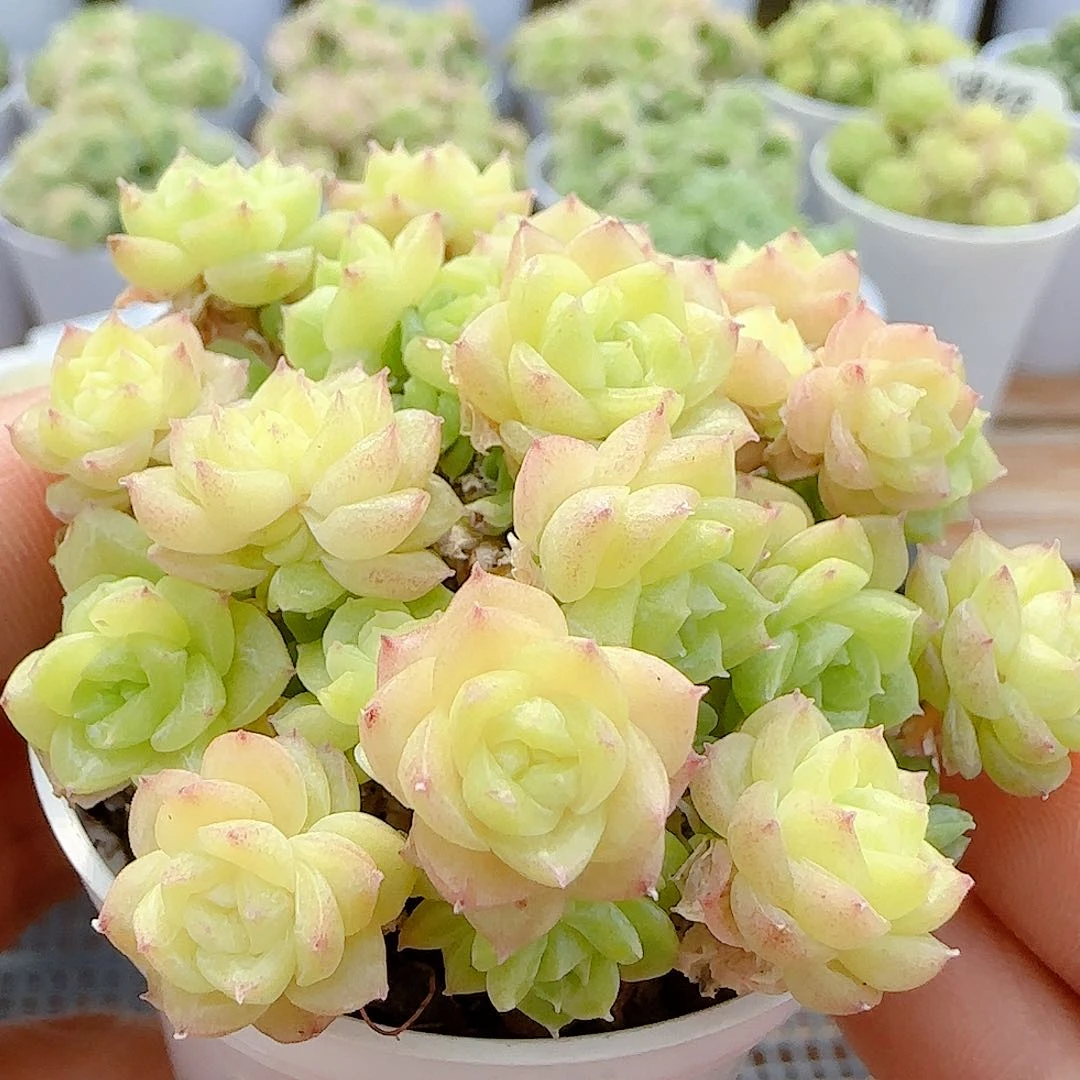 【闪购商品】0624-32包子麦杆