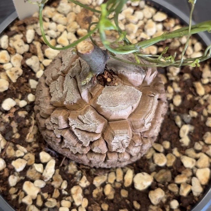 884号龟甲龙带盆包邮不退不换