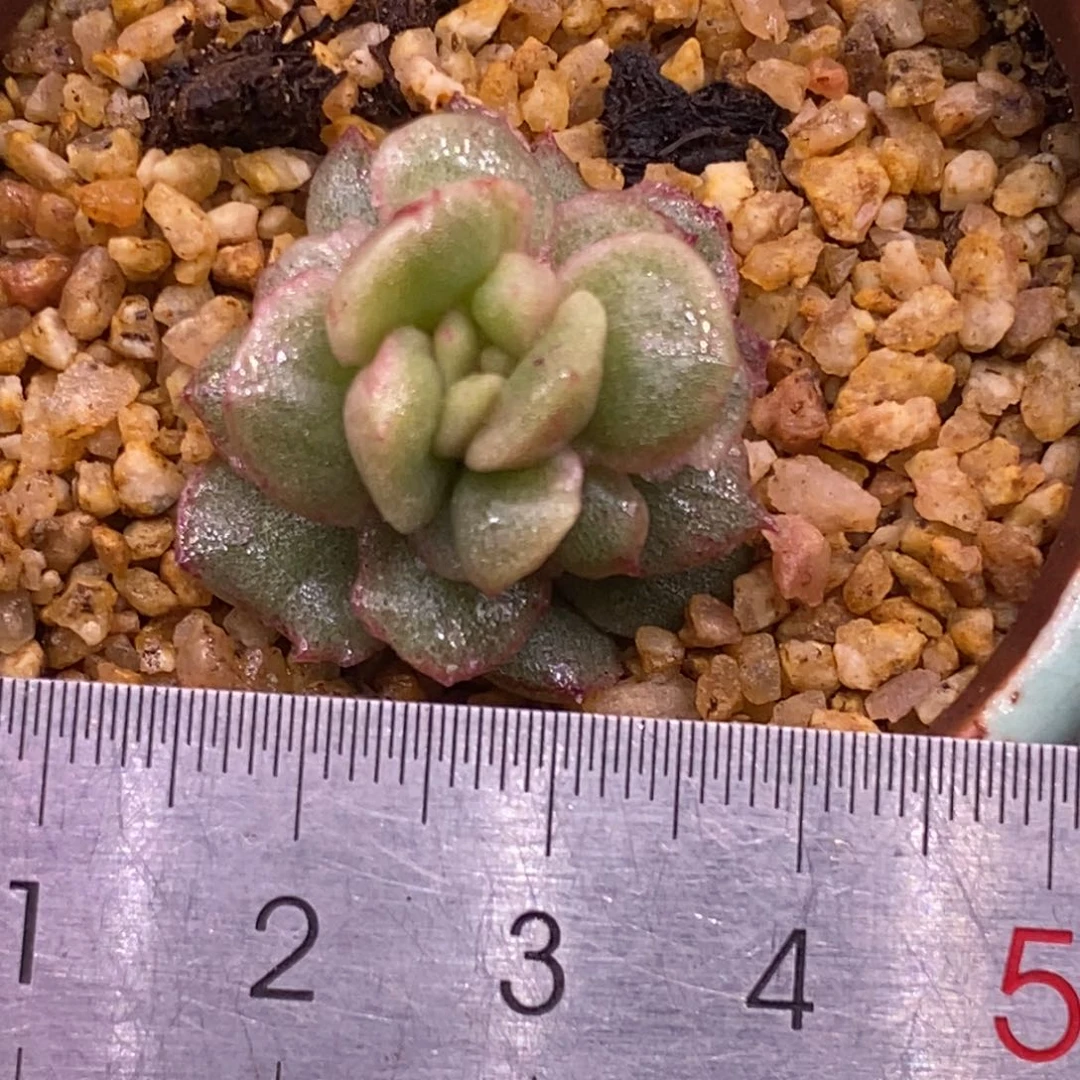 459白泽变异锦，蕾丝边