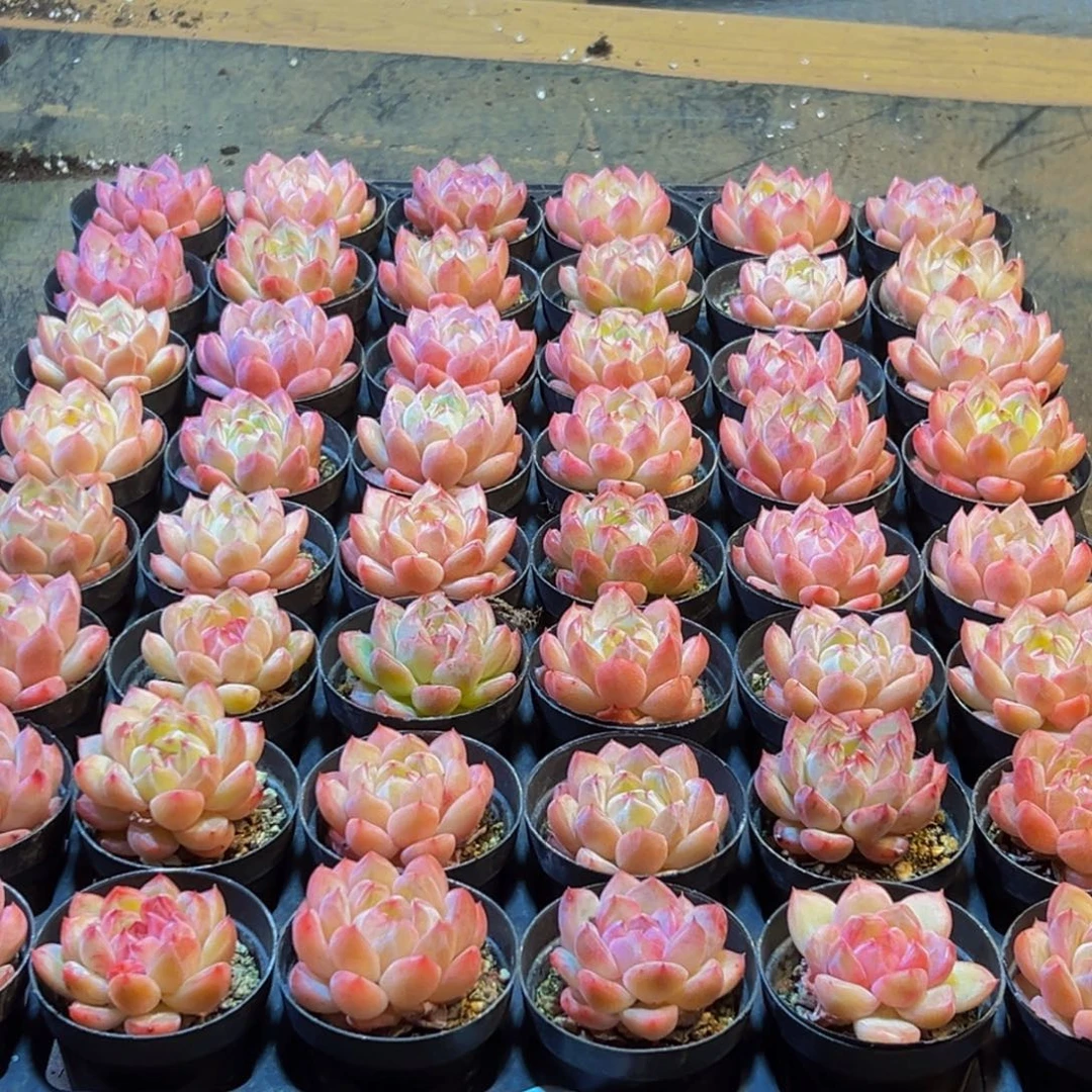 天***华832多肉葡领导人物库资料