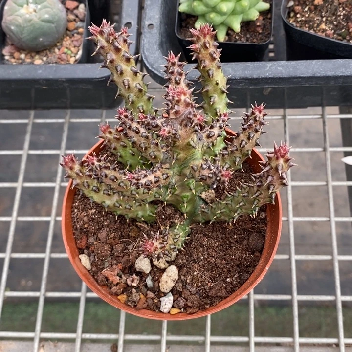 伯克利和格蕾纳等著名音乐