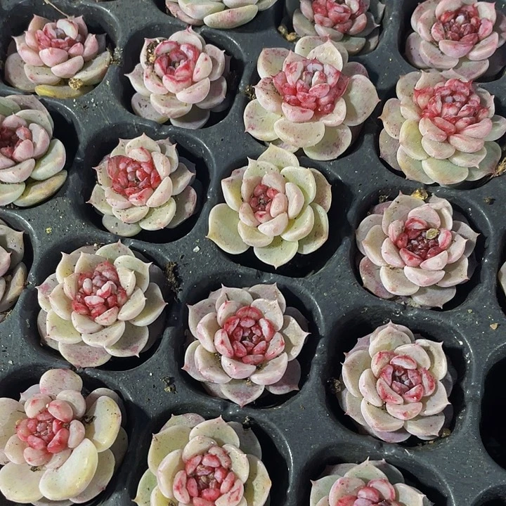 小糖心天鹅绒1元