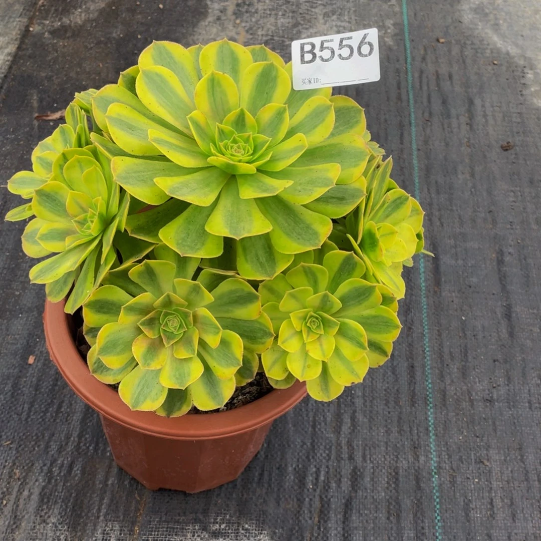 轮回多肉      556