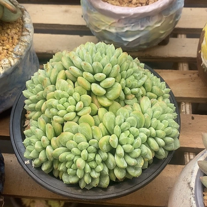 多肉植物肉肉植物