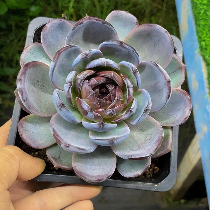 黑橙子一物一拍哦