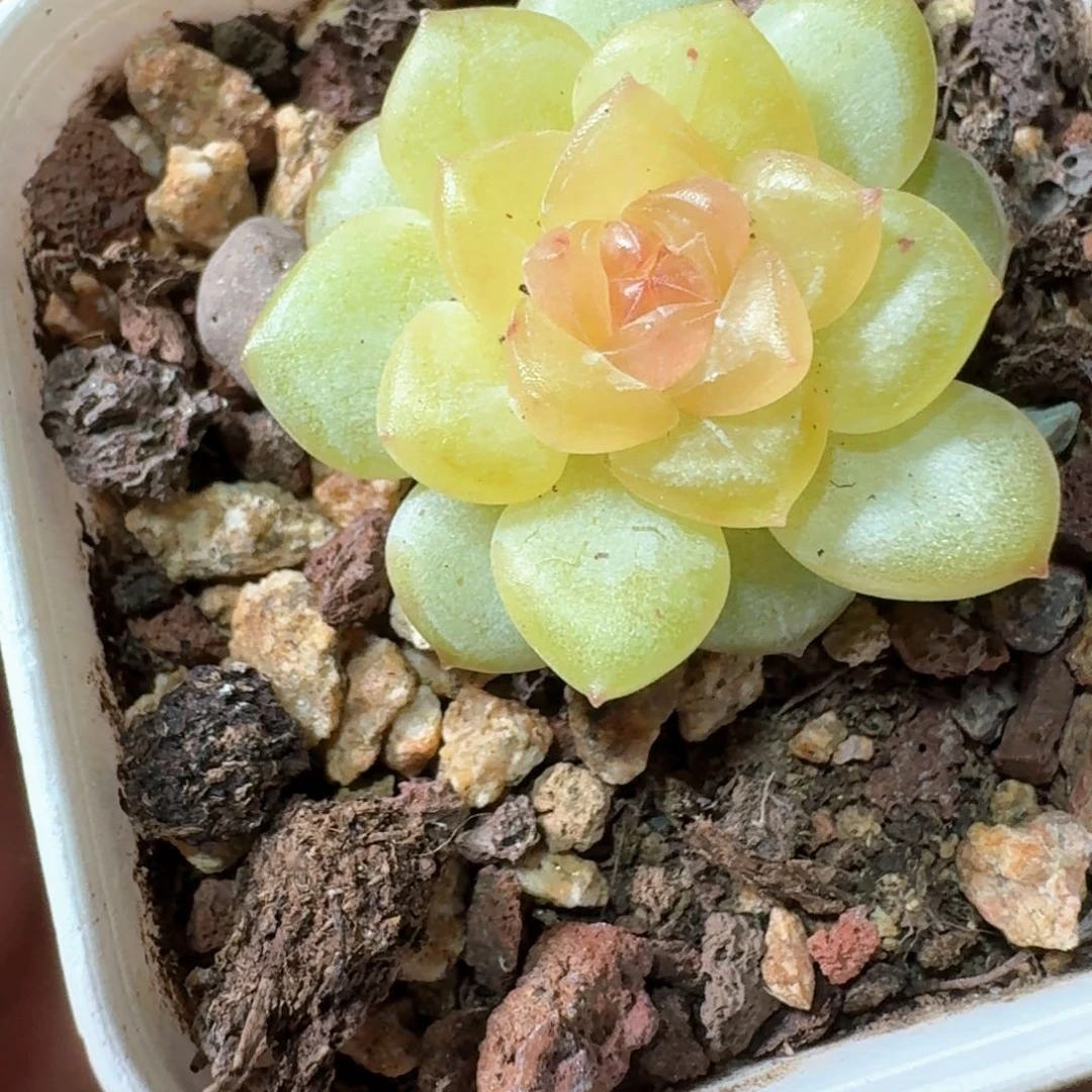 小橙叙珍妮糖心一物一拍
