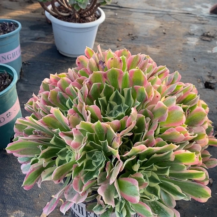 白凤多肉植物34。