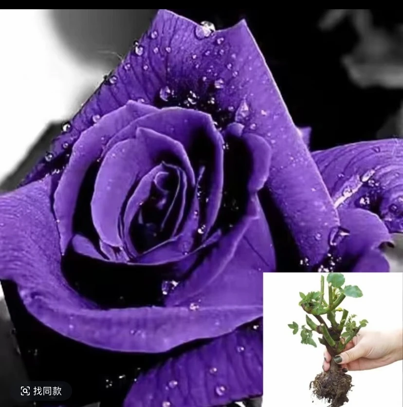 云南云南香水玫瑰修剪好玫瑰月季盆栽地栽室内室外好养易活树苗