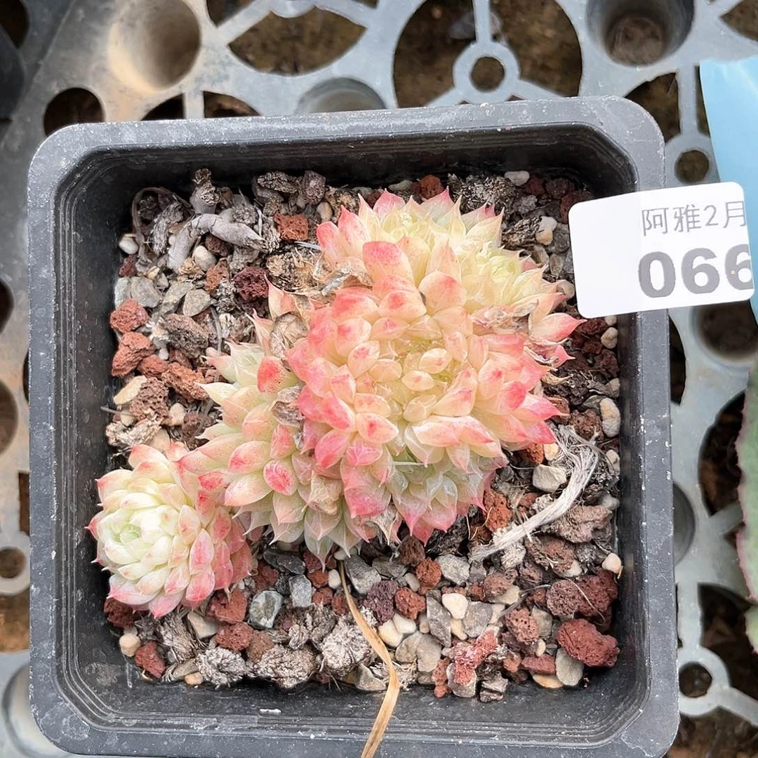 阿雅园艺。   066