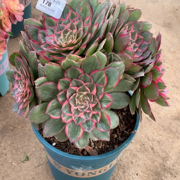 178莲花座多肉植物