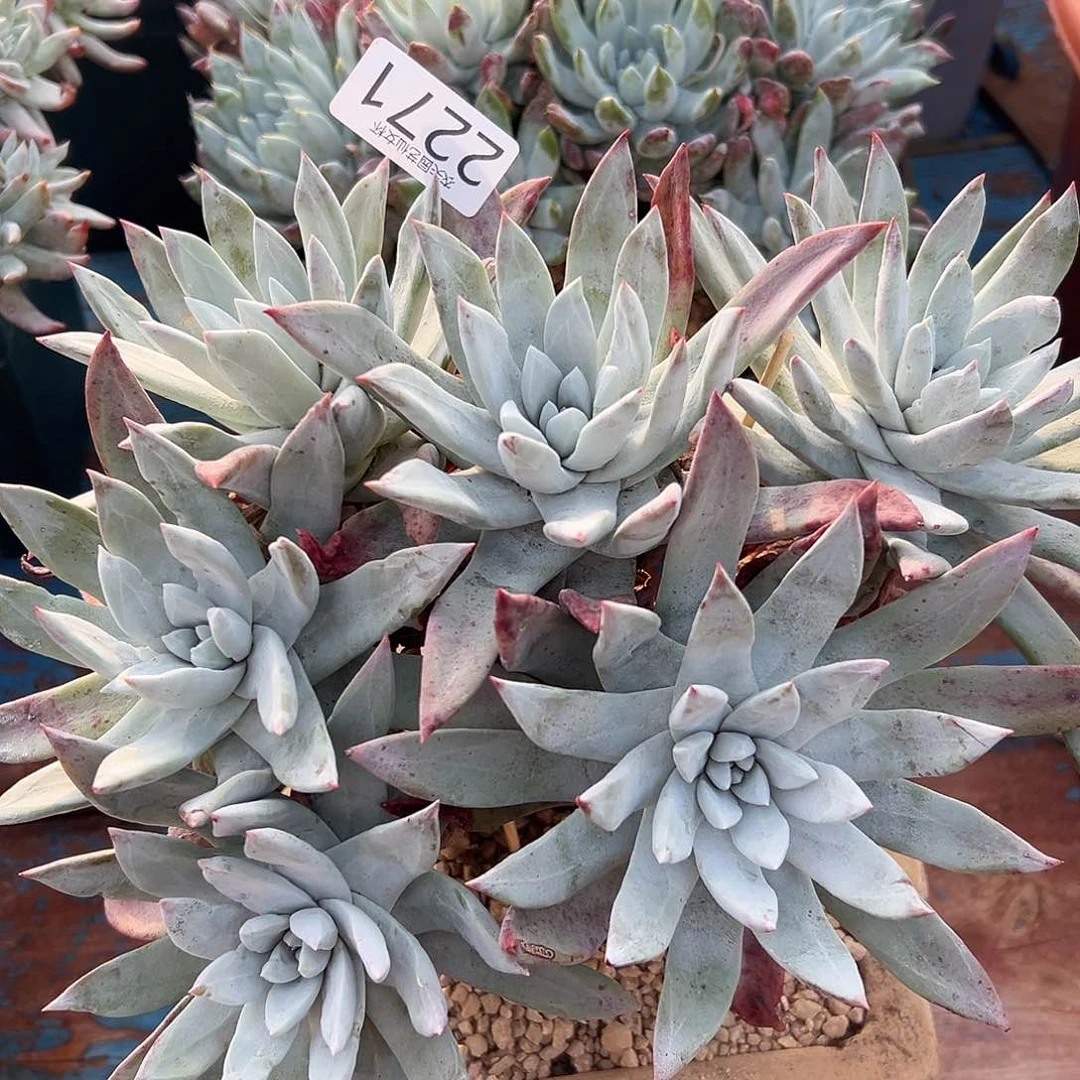 帕翠沙杂交初霜苹果叶仙女杯多肉。