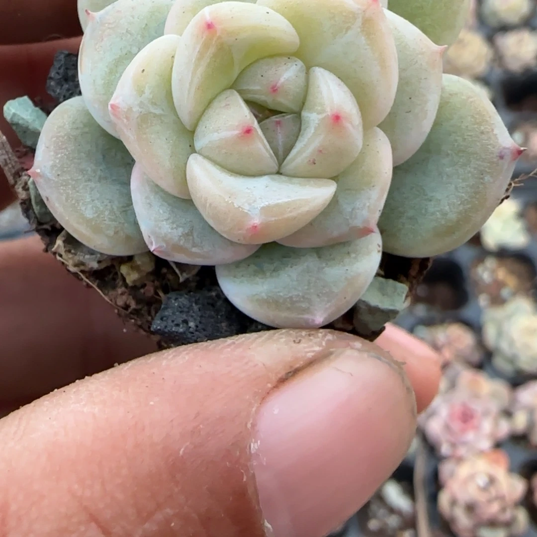 多肉小卡拉米糖心一物一拍