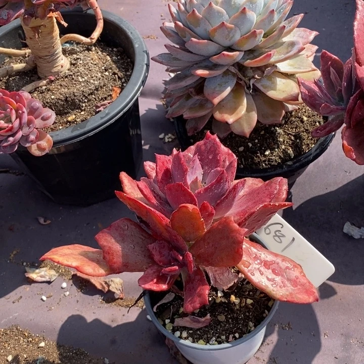 681砖石锦肉肉肉肉肉