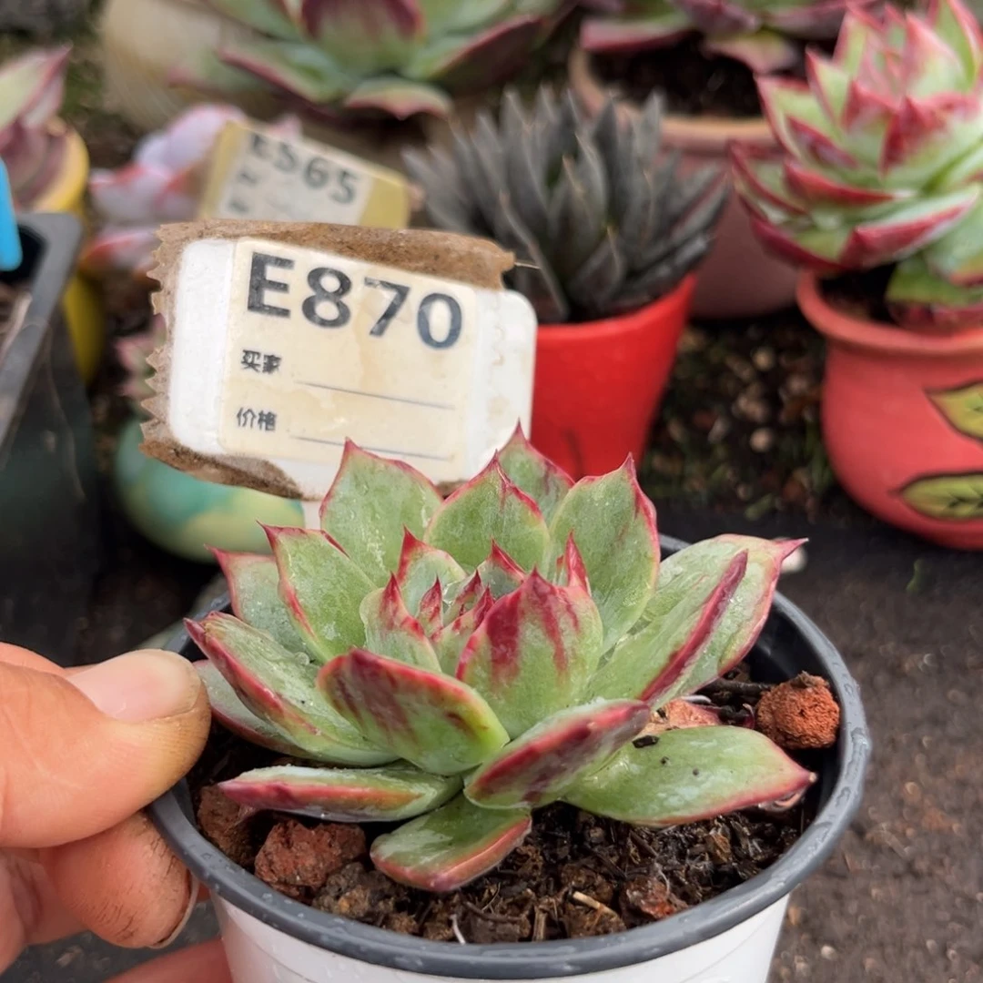 惊鸿一瞥多肉植物870