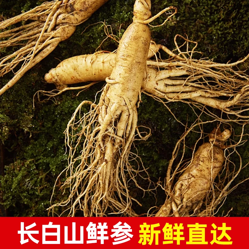 精品鲜参炖汤泡酒营养滋补养生人参鲜人参长白山鲜人参