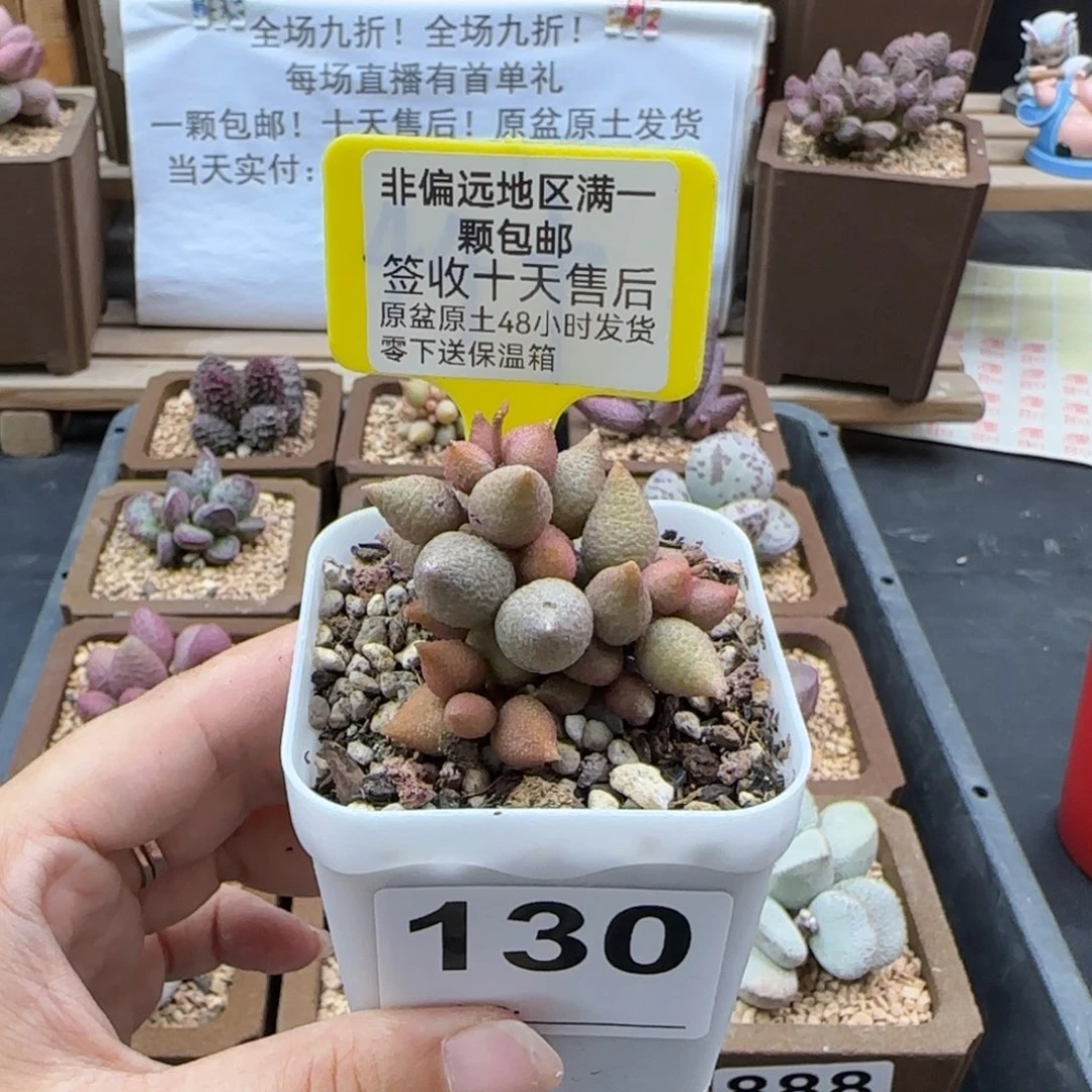 130小辣椒多肉植物
