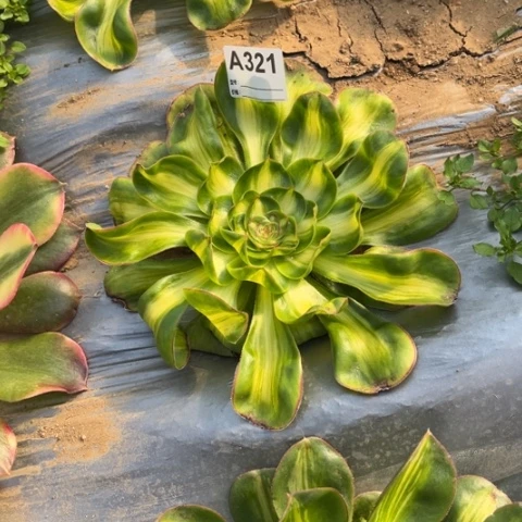 多肉植物王妃暴君