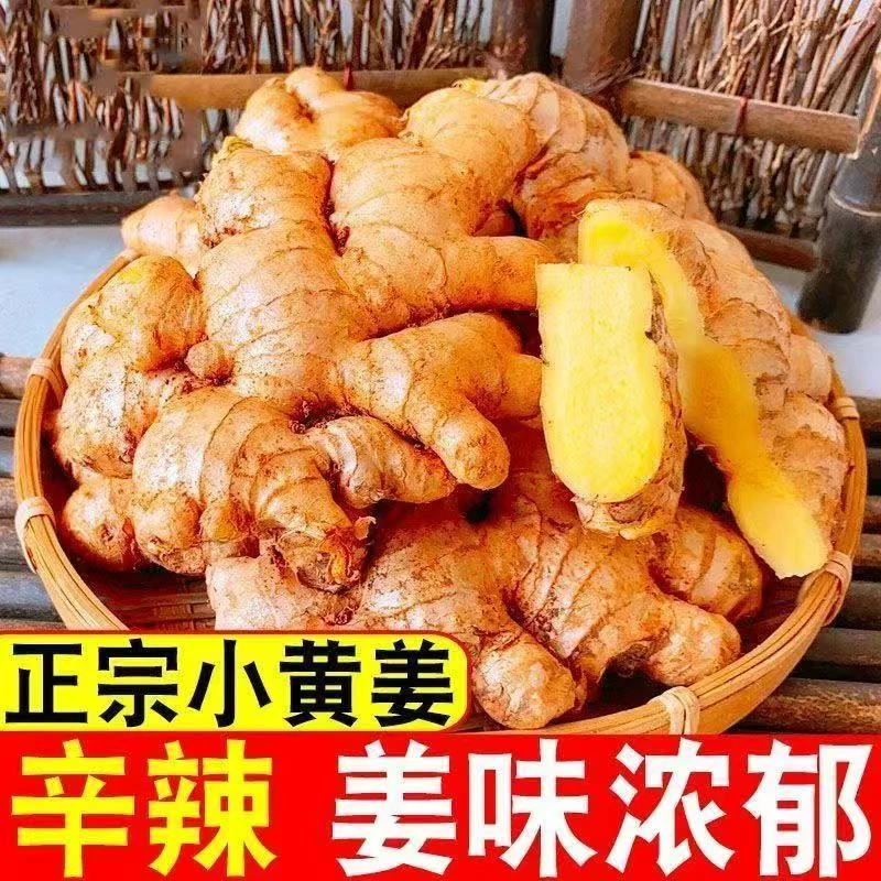 正宗山东小黄姜优质生姜月子姜月子姜带微泥老姜产地直发