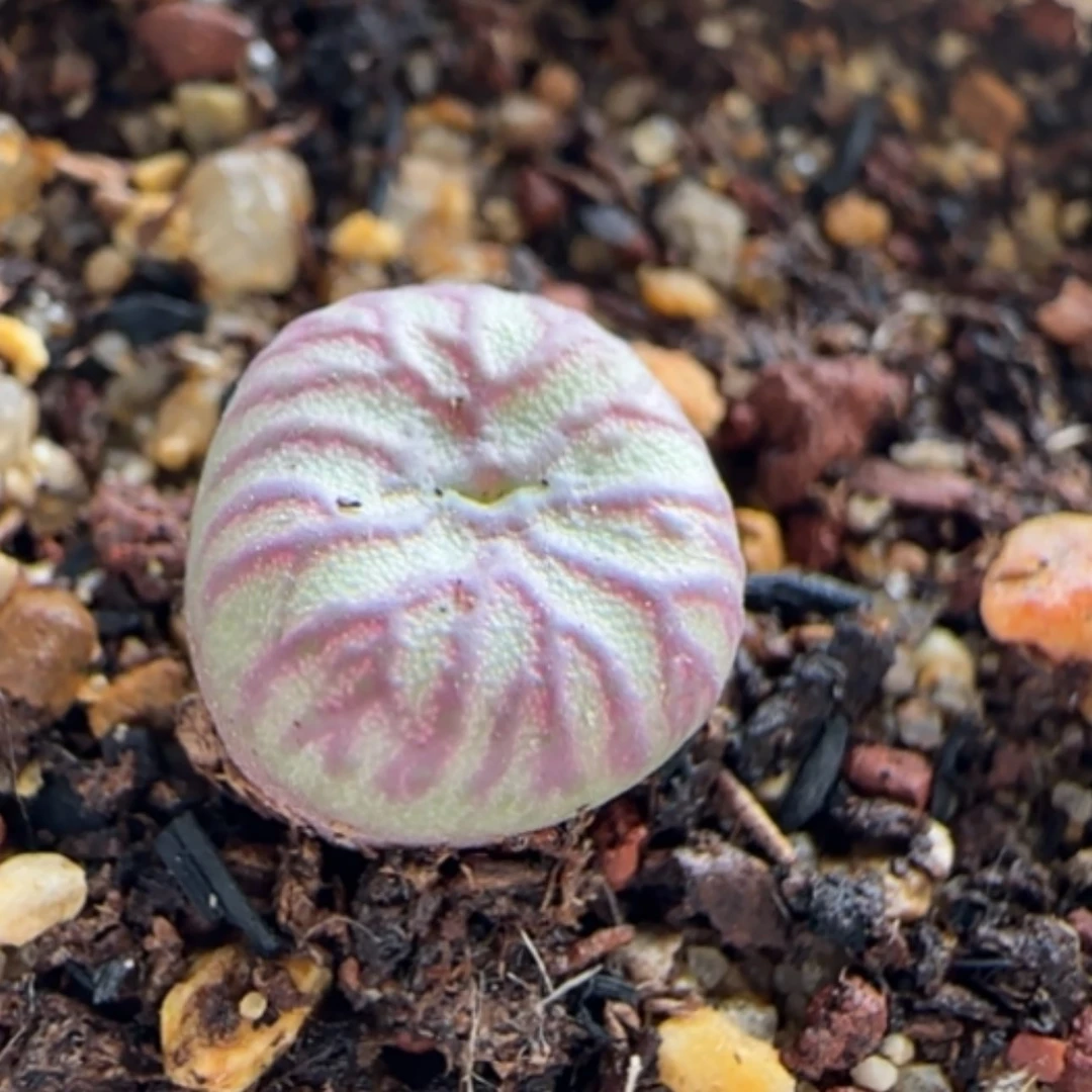 【闪购商品】0024杂少将