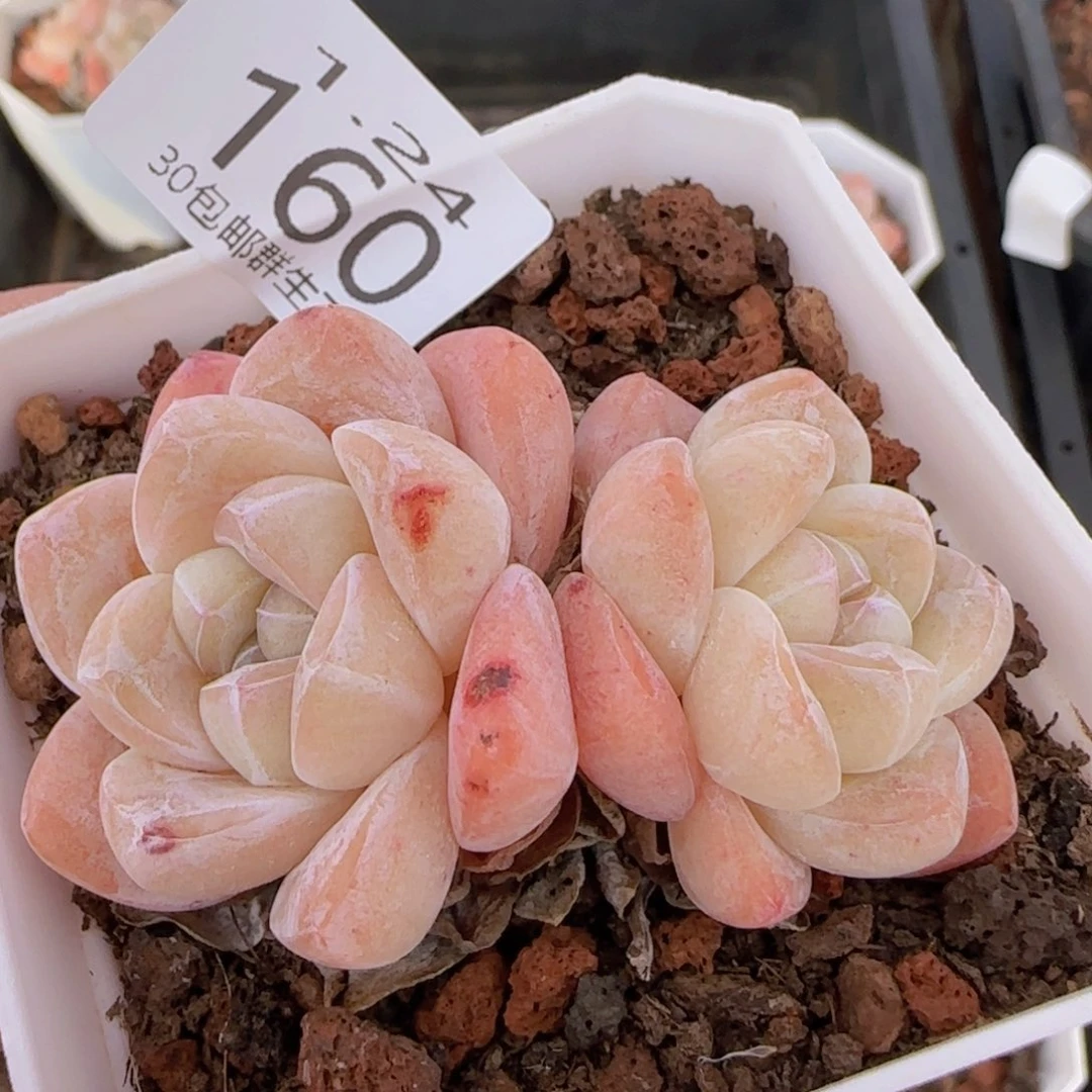 白体冰玉双头一颗