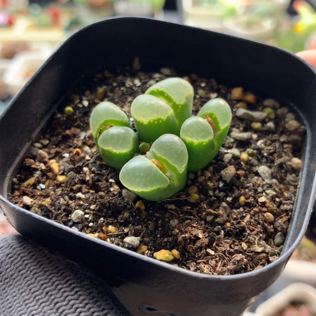 251风铃母本pub一颗