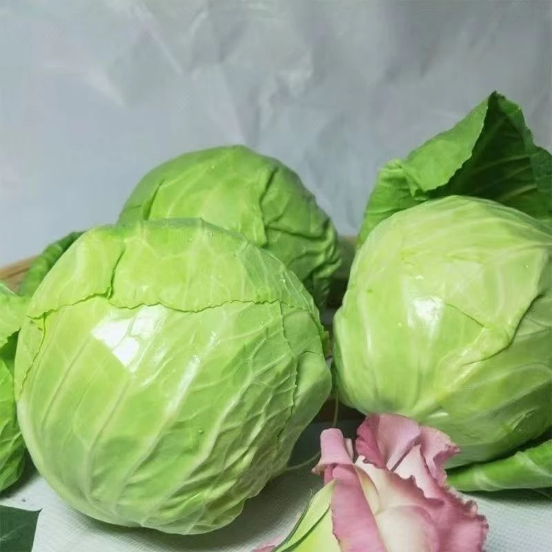 河南包菜新鲜蔬菜卷心菜农家自种包心莲花白泡菜圆白菜