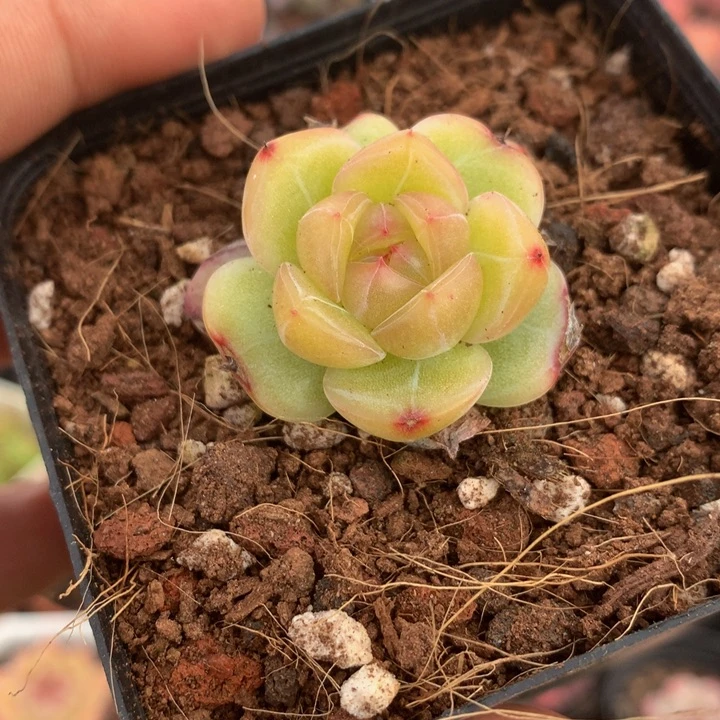 新品子播珍妮一物一拍